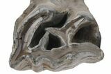 Fossil Woolly Rhino (Coelodonta) Tooth - Siberia #210656-2